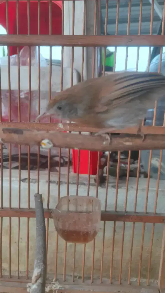 Burung masteran jenggot mini