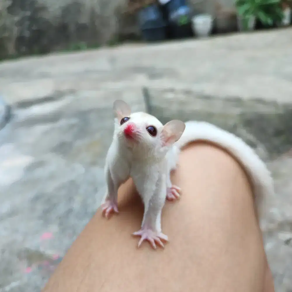 Sugar glider cremino take all