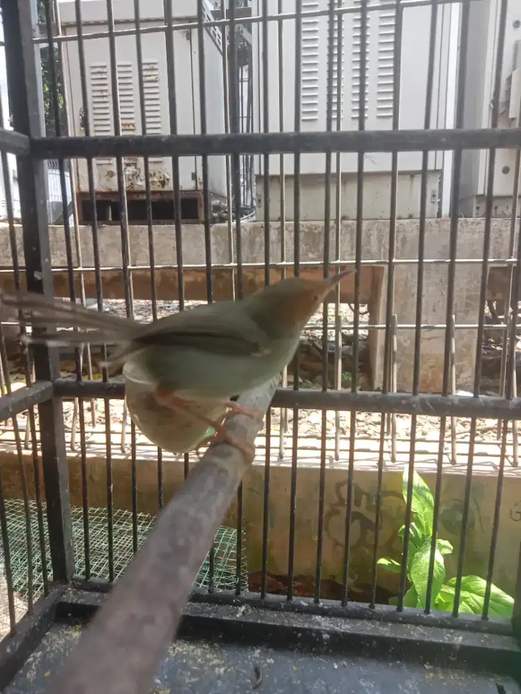 Perinjak Atas betina A2 burja