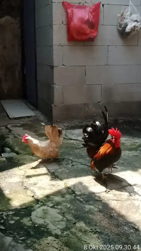 Jual sepasang ayam kate tema