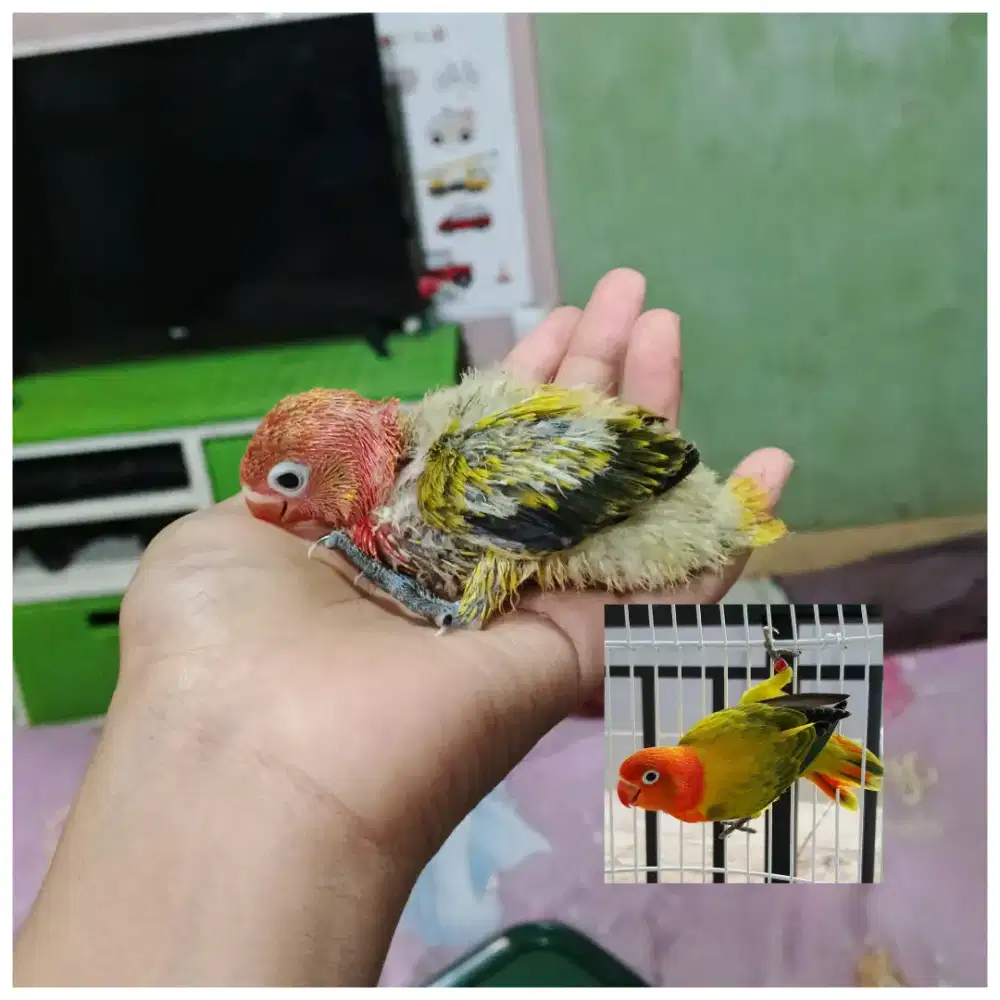 Lolohan Lovebird biola