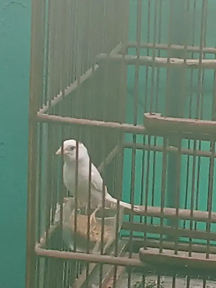 Knari lokal paud jantan,rajin ngriwik putih topi haji
