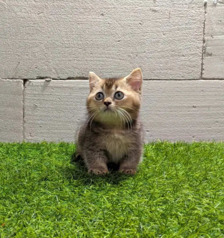 MUNCHKIN BSH GOLDEN