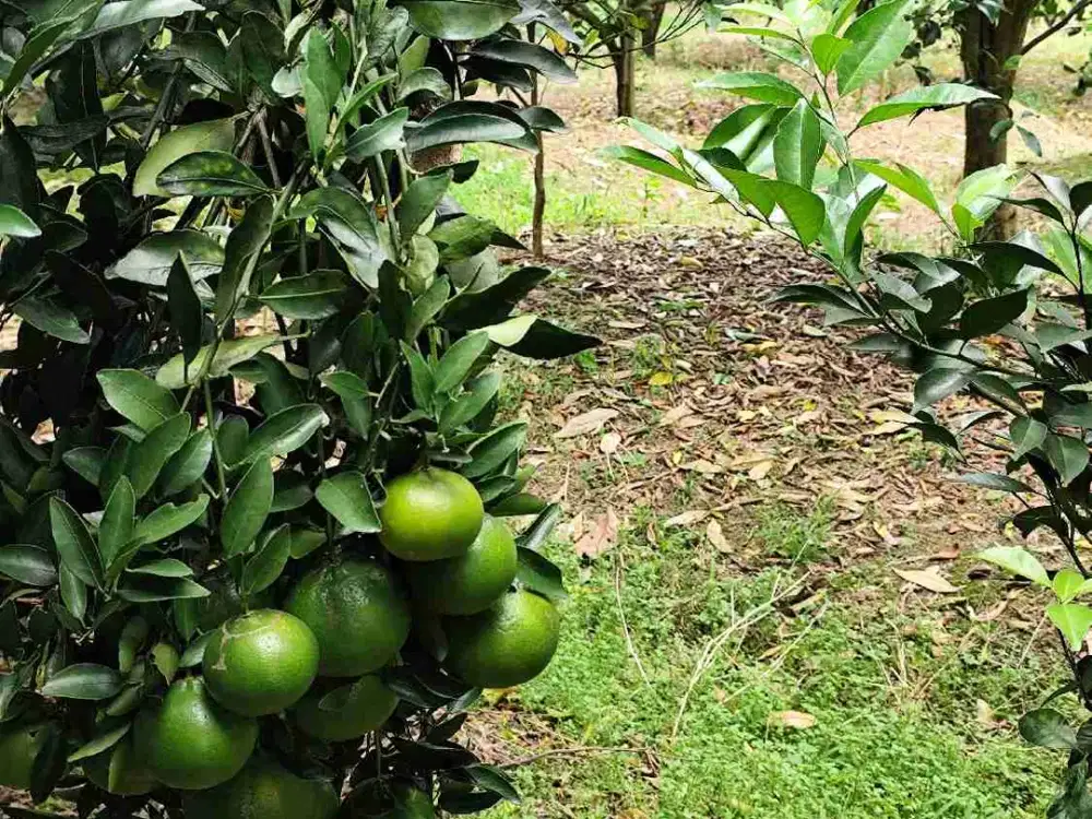 Tanah Kebun Jeruk Sehat Produktif Di Bumiaji Kota Batu Legalitas SHM