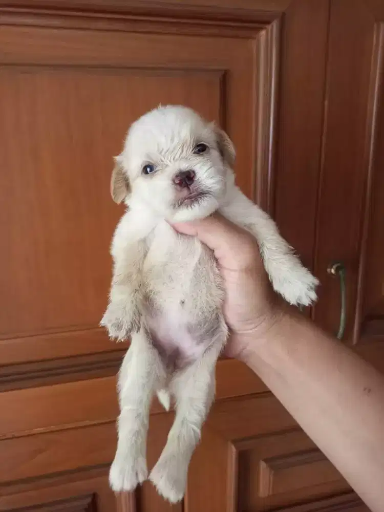 Dijual anak anjing shipom