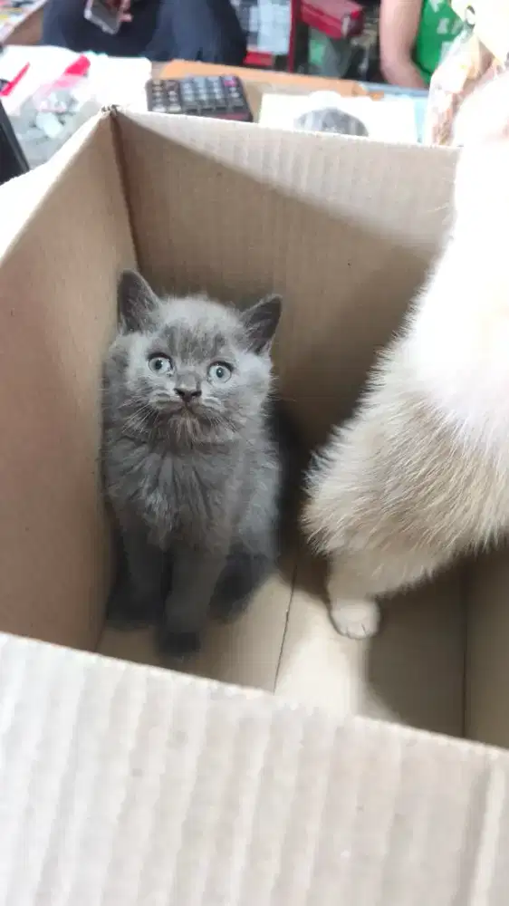 BSH dan Scottish Fold Kitten
