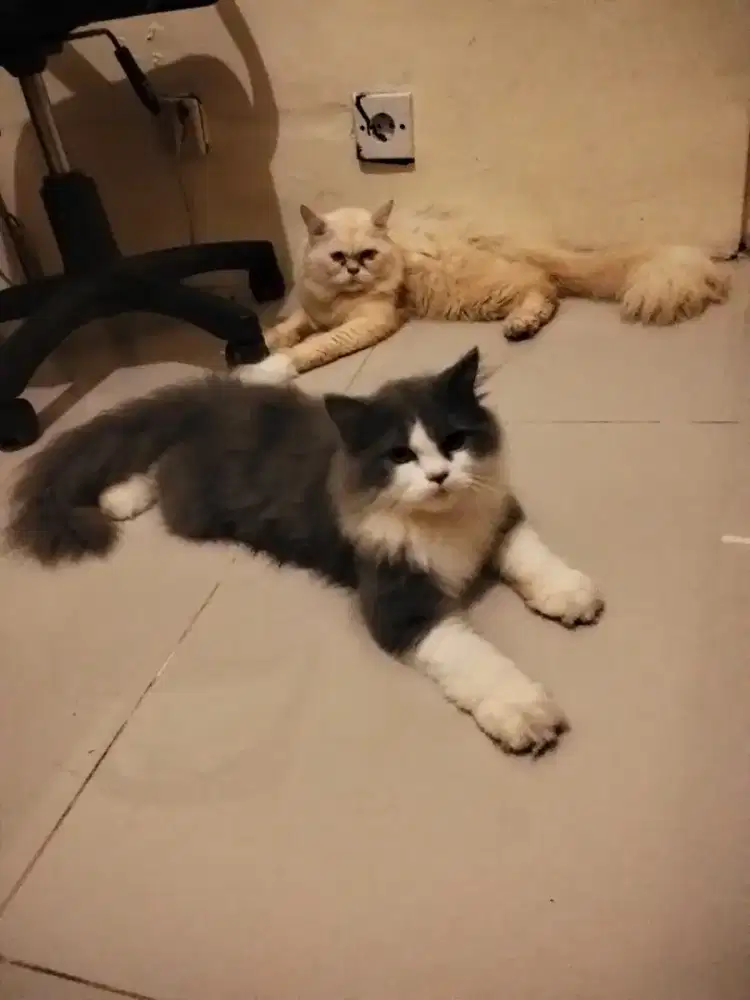 Jual 2 Kucing Persia plus kandang