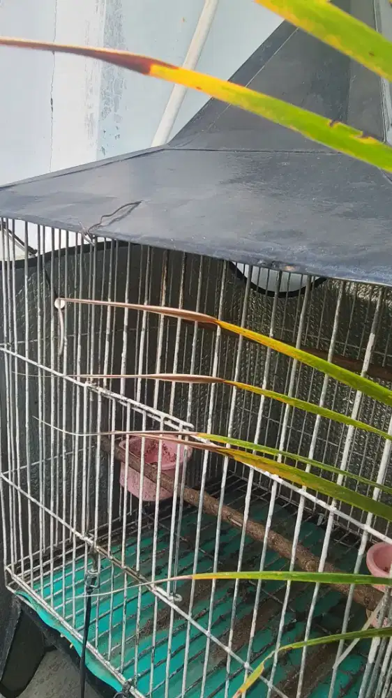 Kandang burung besi. Masih layak pakai. Kondisi normal