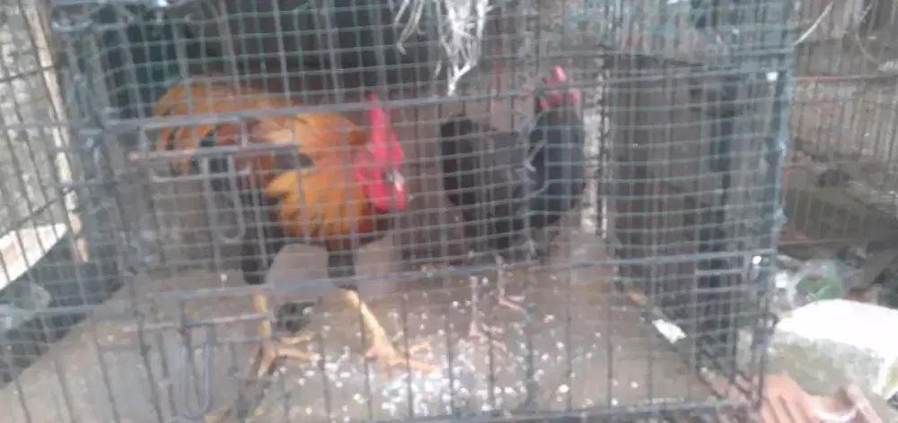 Sepasanng ayam kampung jantan & betina