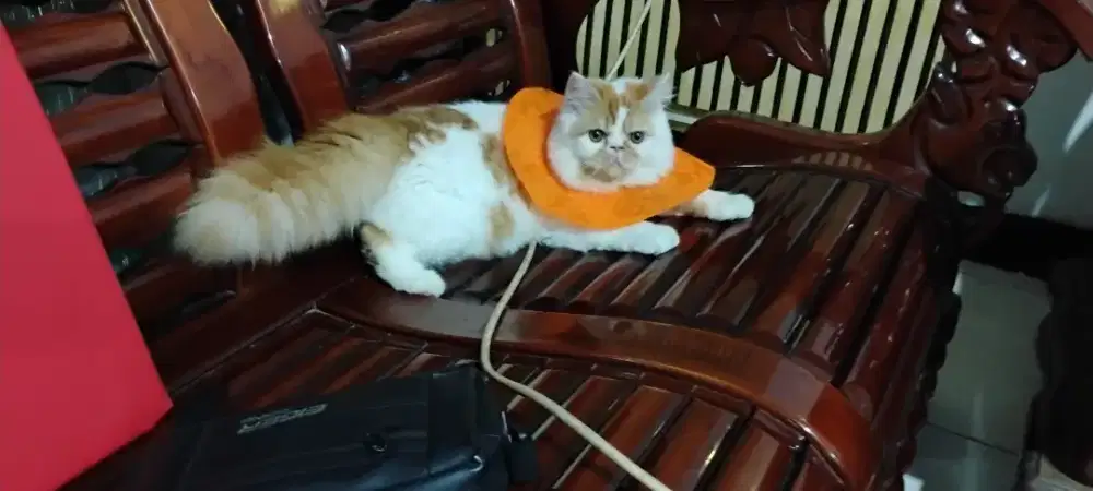 Kucing Peaknose