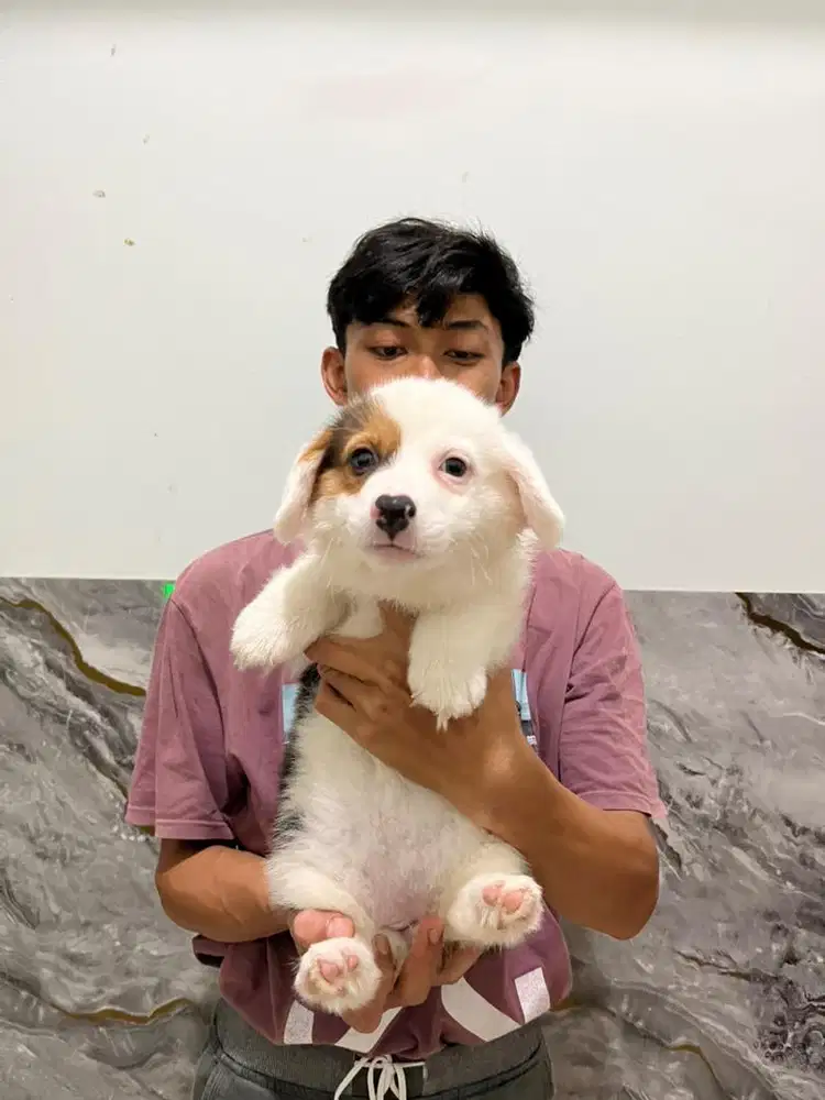 dogy corgi betina