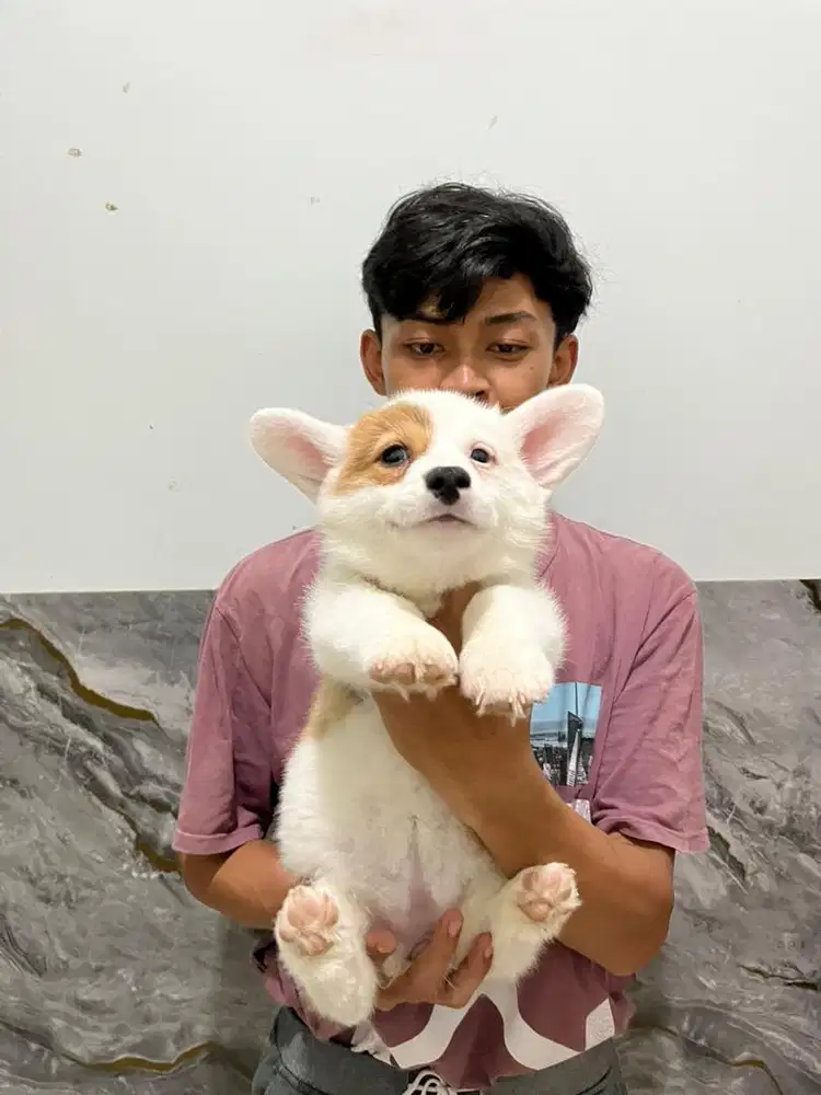 dogi corgi betina
