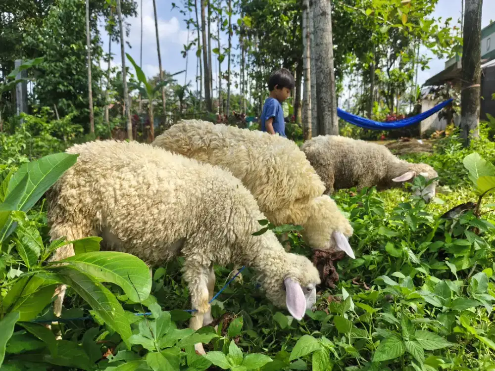 Domba Merino Super