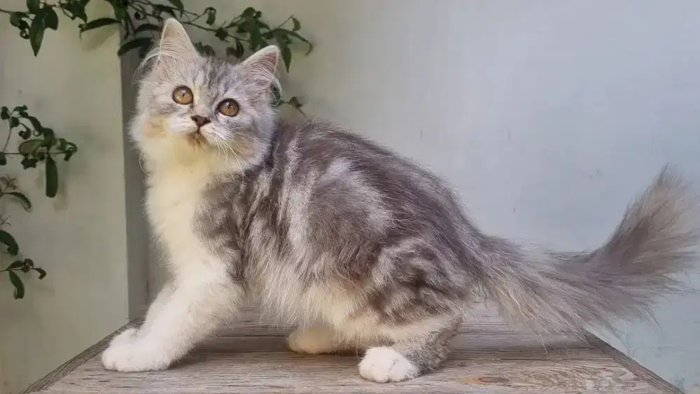 KITTEN PERSIA MEDIUM JANTAN 3 BULAN BICOLOR BLUE TABBY