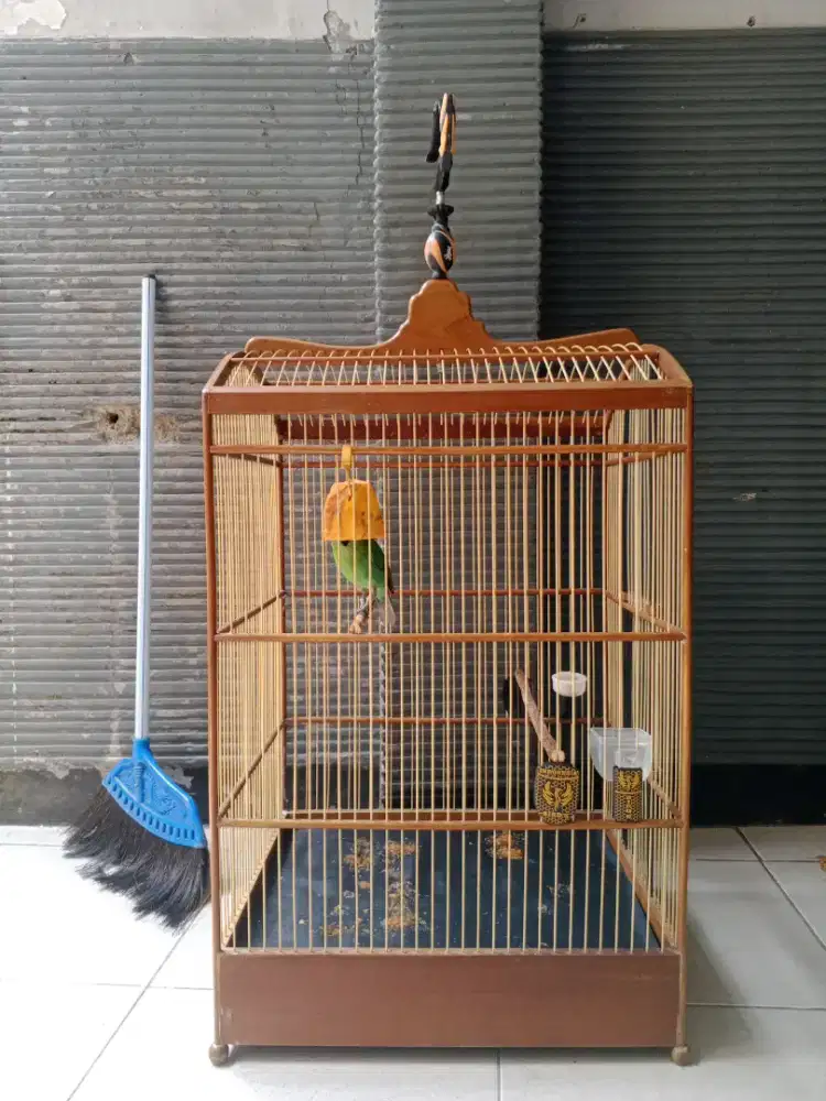 burung Curucuk big
