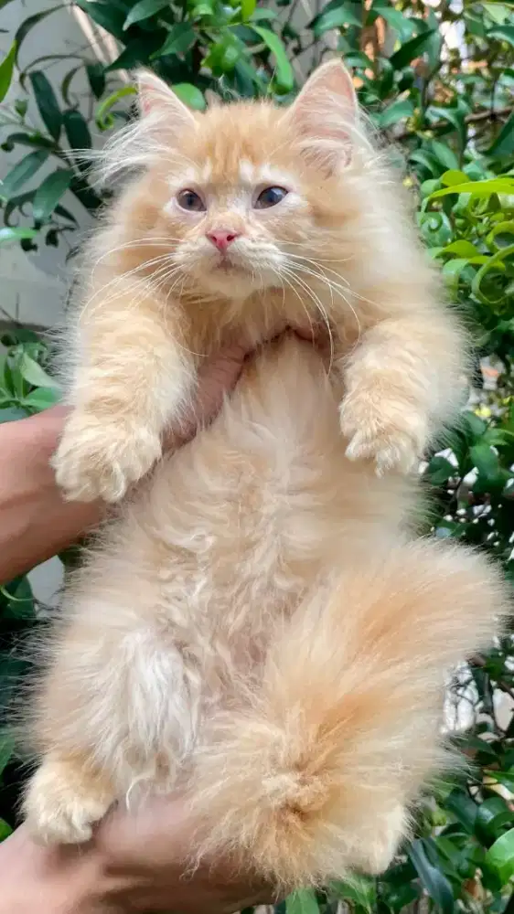 KITTEN PERSIA MEDIUM JANTAN 3 BULAN RED TABBY