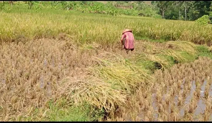 Dijual Tanah Sawah