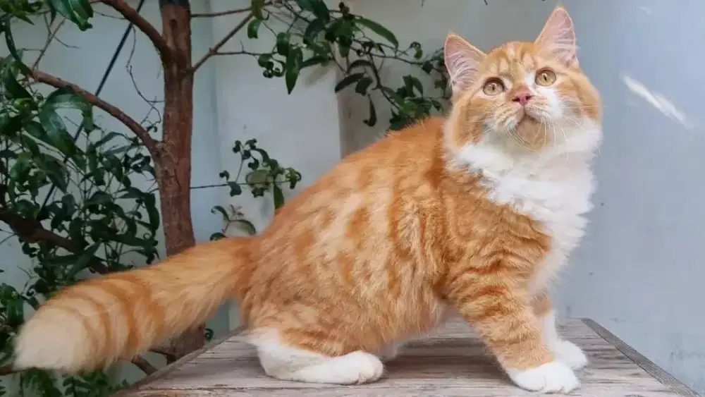 KITTEN PERSIA MEDIUM JANTAN 4 BULAN BICOLOR RED TABBY