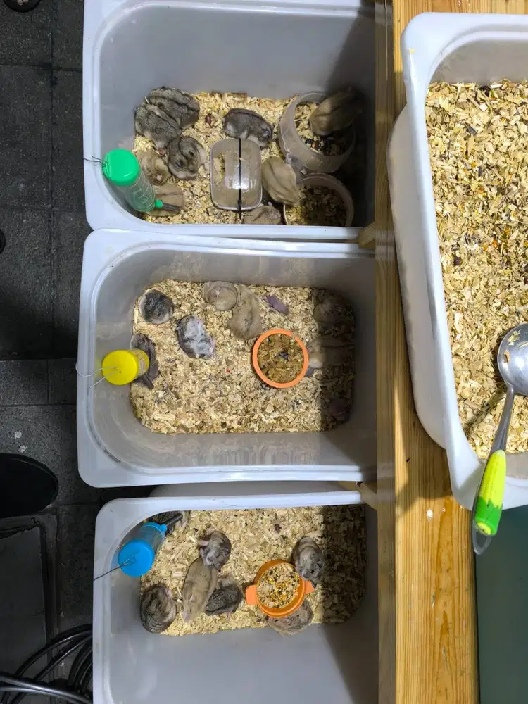hamster campbell