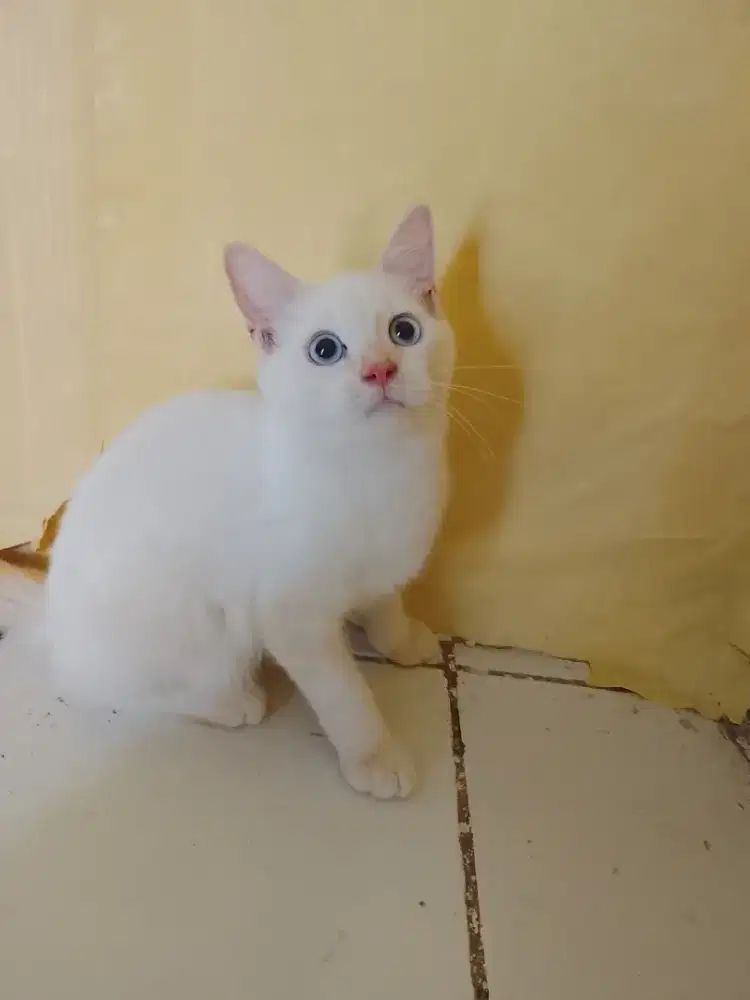 BSH pure jantan point usia 6bulan  parents bsh ped x nonped pure