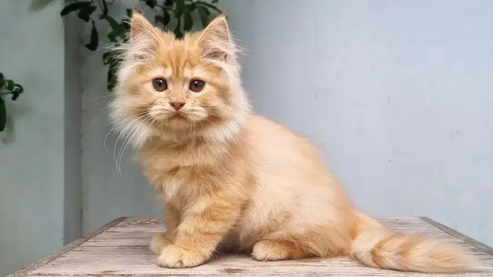 KITTEN PERSIA MEDIUM JANTAN 2 BULAN RED TABBY