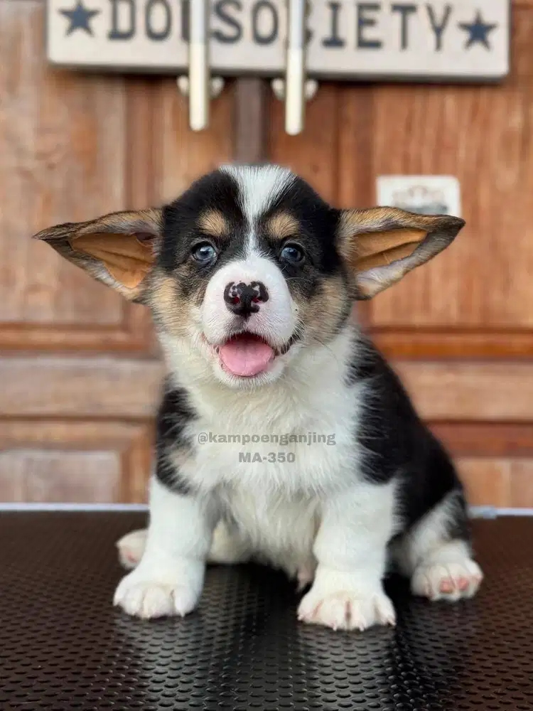 Pembroke Welsh Corgi, Lucu dan Lincah Menanti Keluarga Baru!