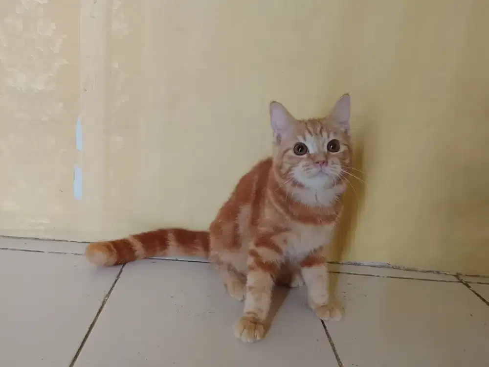 BSH pure warna oren taby jantan 6bulan parents bsh ped x nonped pure