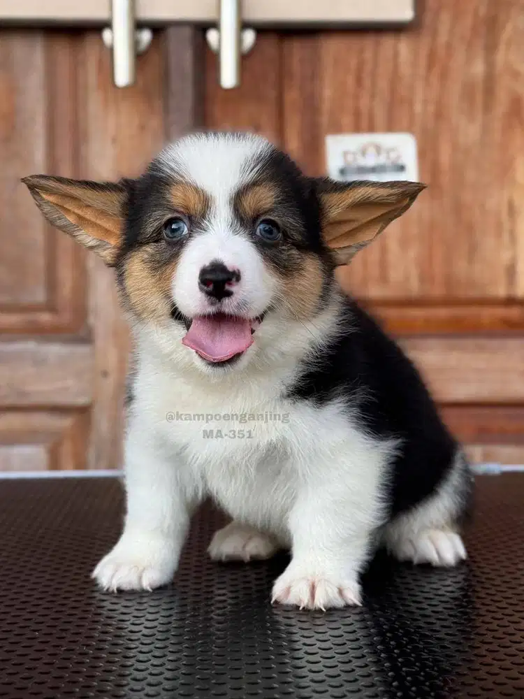 Puppy Corgi Menggemaskan, Setia dan Penuh Semangat!