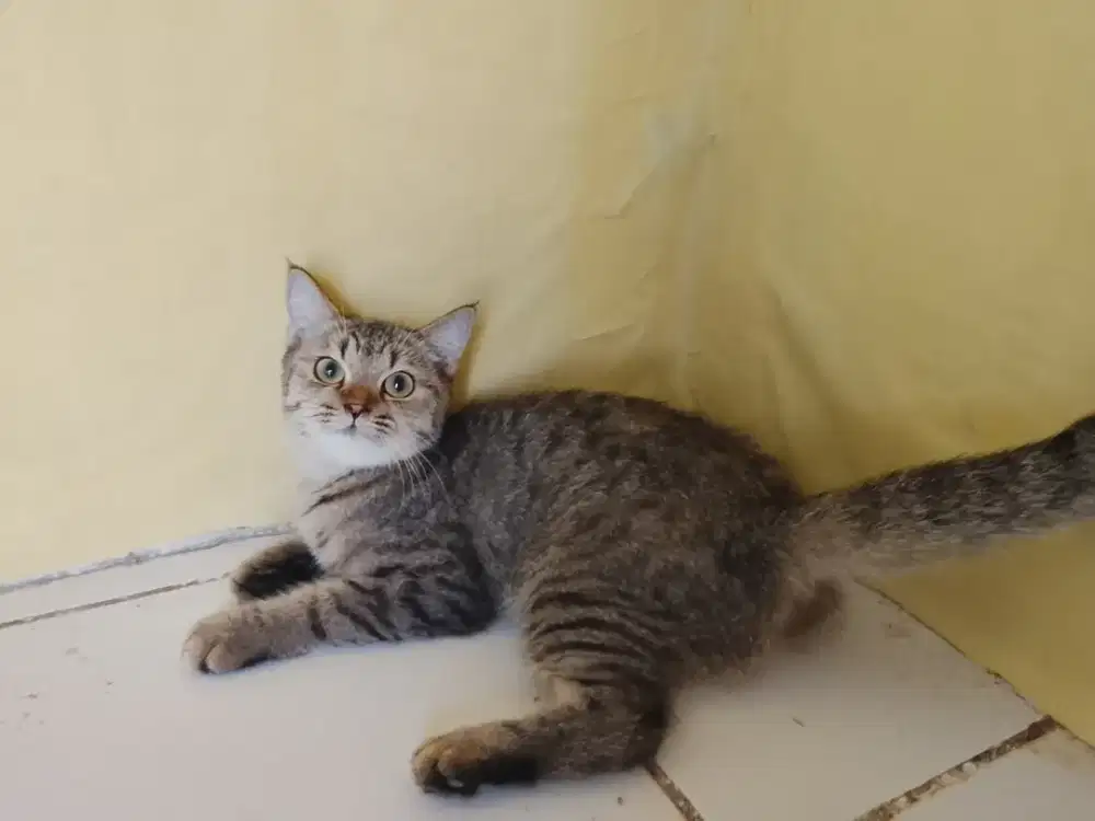 BSH pure betina 7bulan parents bsh ped x nonped pure