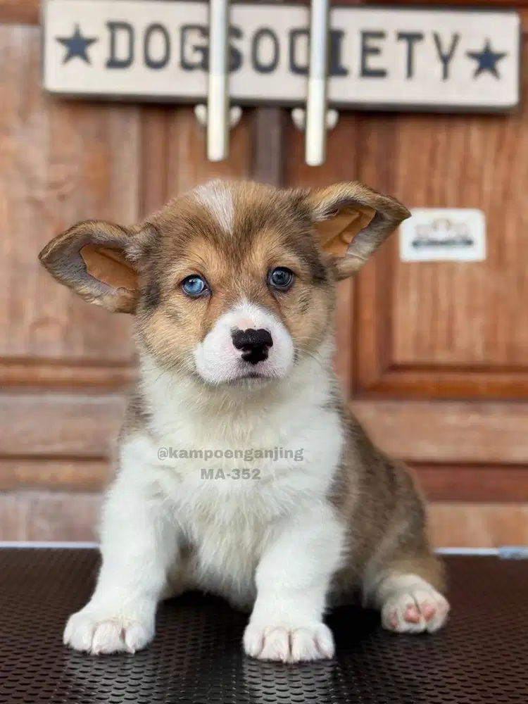 Corgi Puppy, Lincah dan Ceria, Cocok untuk Keluarga!
