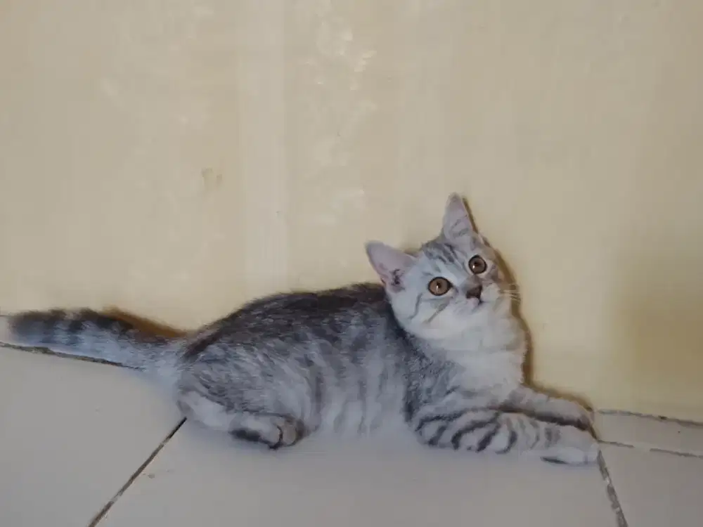 BSH pure warna silver betina usia 4bulan parents bsh ped x nonped pure