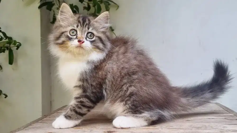KITTEN PERSIA MEDIUM BETINA 2 BULAN BICOLOR TABBY