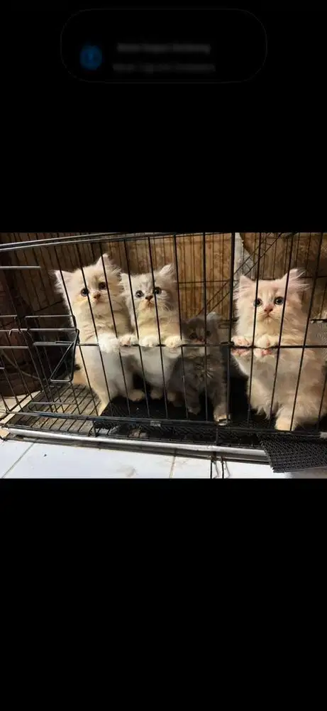kucing persia long hair