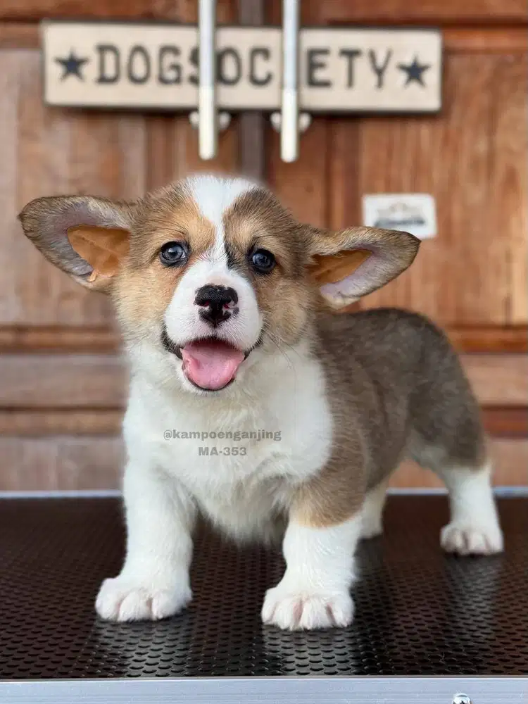 Anjing Corgi, Imut dan Loyal, Teman Setia Anda!