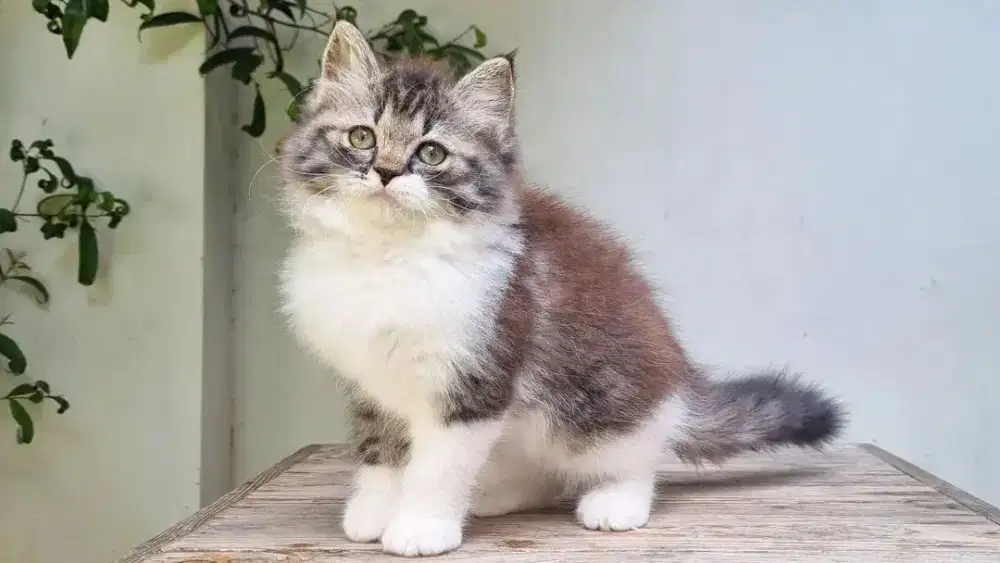 KITTEN PERSIA MEDIUM BETINA 2 BULAN BICOLOR TABBY
