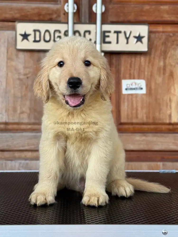 Golden Retriever, Si Manis Penuh Energi dan Cinta!