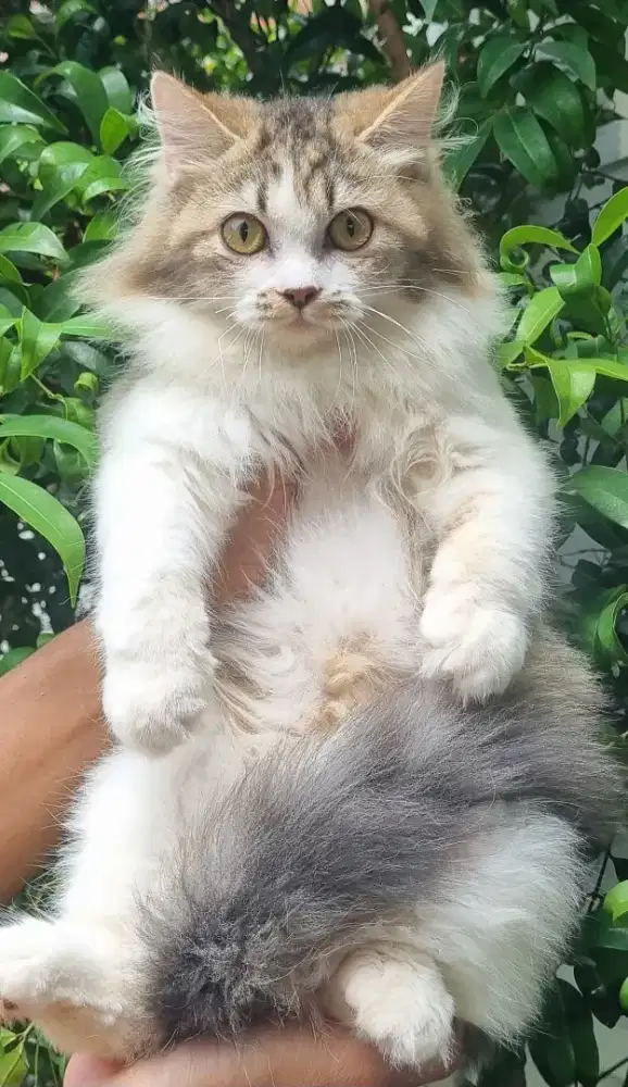 KITTEN PERSIA MEDIUM BETINA 4 BULAN BICOLOR TABBY