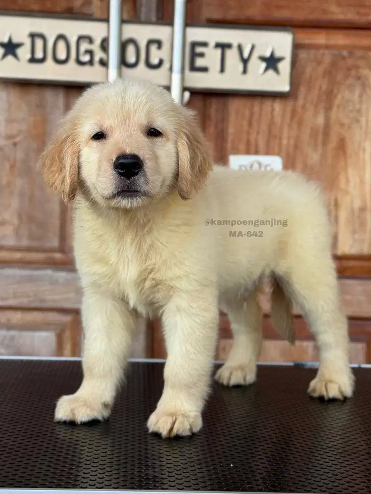 Golden Retriever, Si Penuh Kasih Sayang Menanti Keluarga Baru!