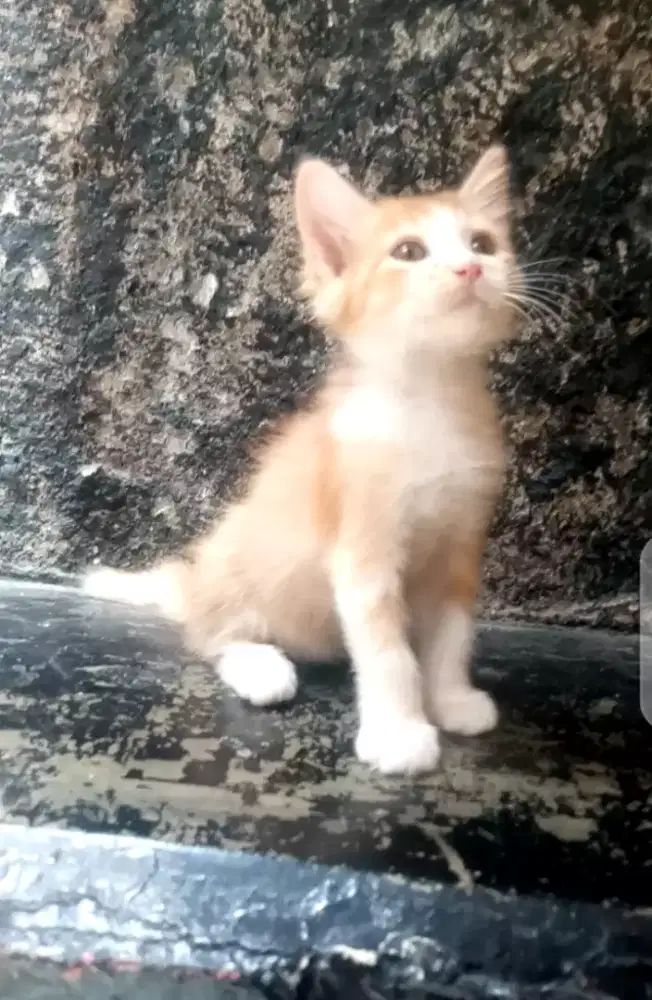 Kitten mixdome 3 bulan Jantan