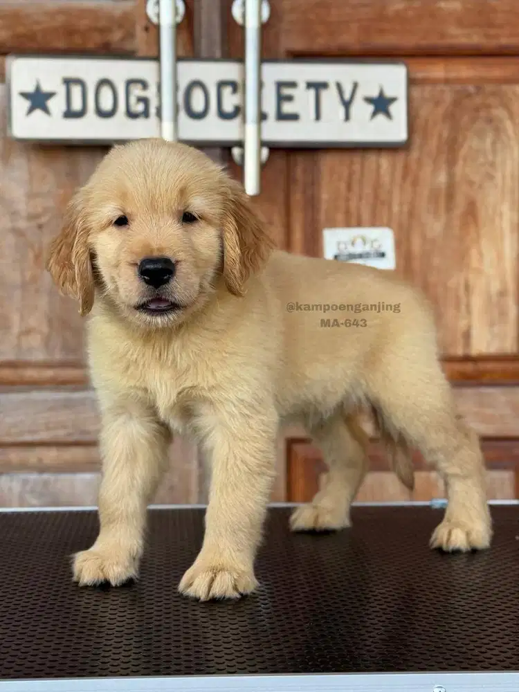 Golden Retriever, Teman Setia yang Penuh Semangat!