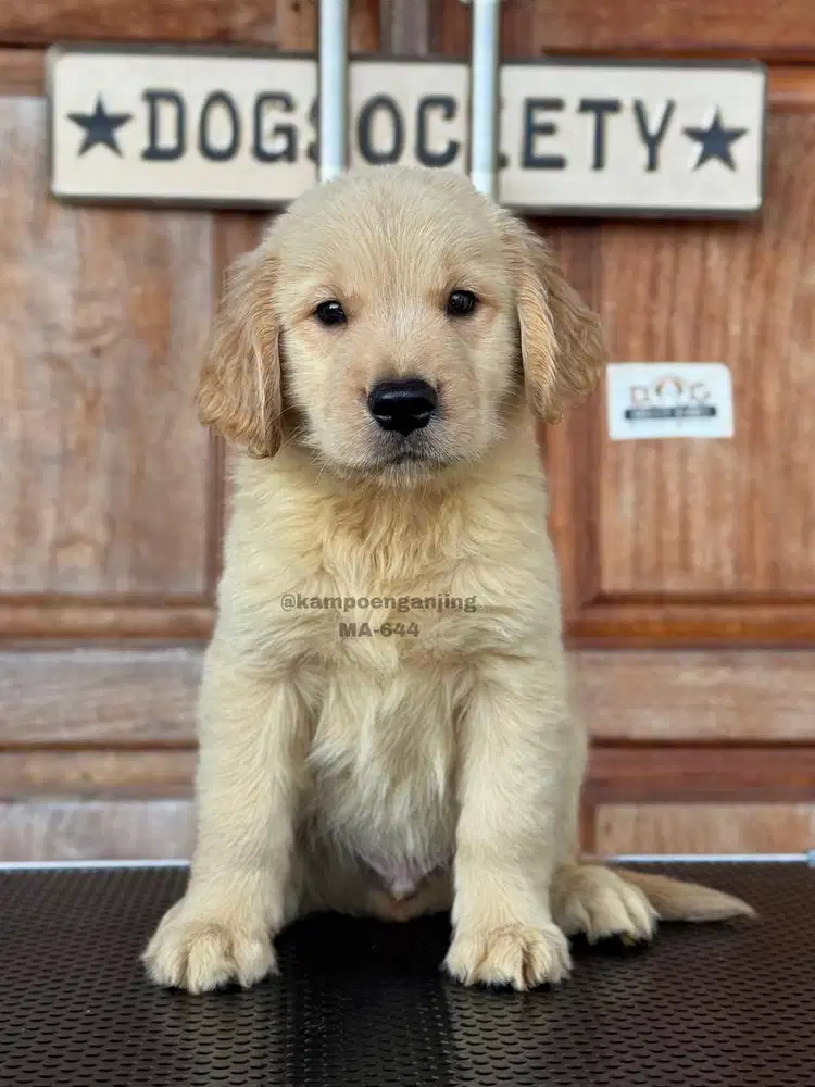Anjing Golden Retriever, Cerdas, Lincah, dan Penuh Kasih!