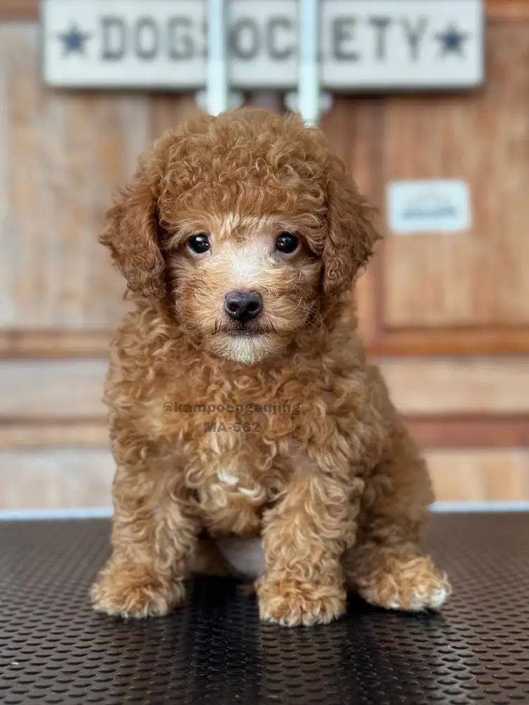 Puppy Poodle Berbulu Lembut