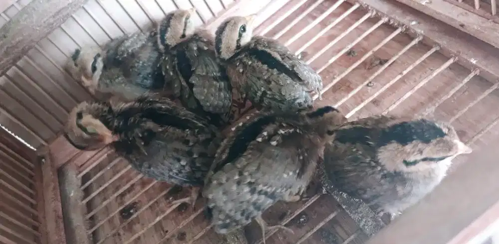Ayam hutan hijau