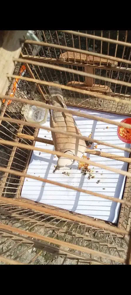BURUNG PUTER PELUNG, rawatan dr anak PK Ring BUNYI siang malam