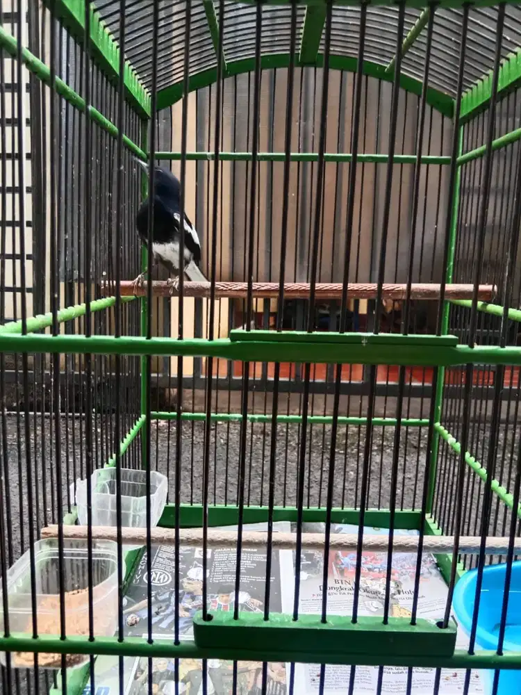 burung kacer fullset aja