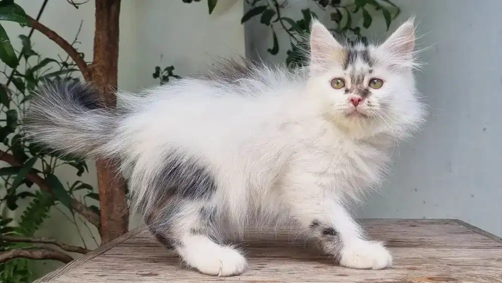 KITTEN PERSIA MEDIUM JANTAN 3 BULAN BICOLOR TABBY