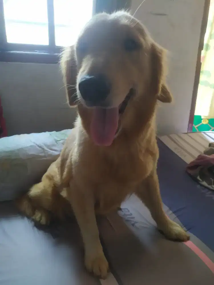 Golden Retriever betina remaja
