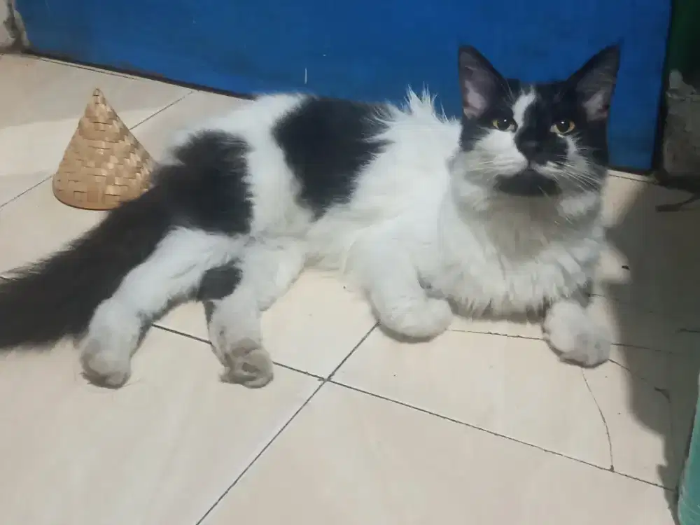 Kucing maincone mix betina