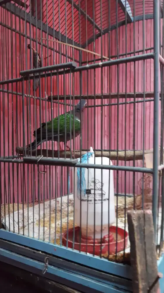 punai rawatan mukus