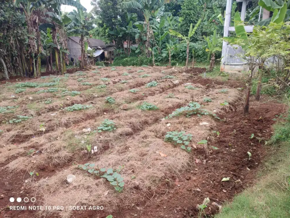 DIJUAL tanah Daftar 150 M2 akses Mobil di Tajurhalang, Bogor
